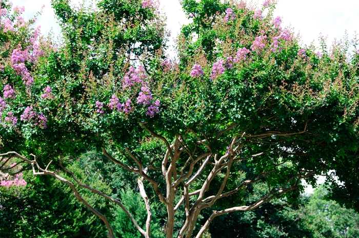 Crape Myrtle - Lagerstroemia indica 'Catawba' from How Sweet It Is