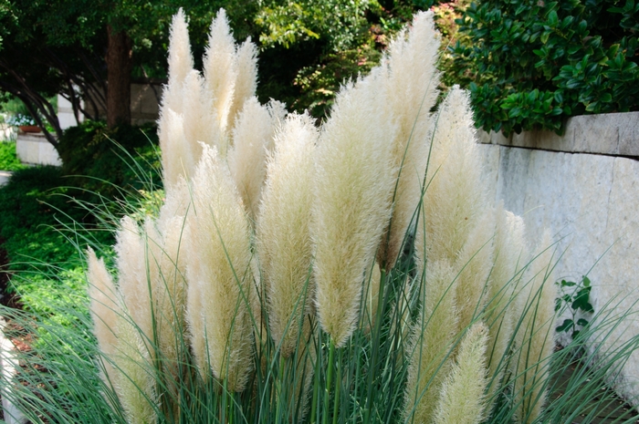 Dwarf Pampas Grass - Cortaderia selloana 'Pumila' from How Sweet It Is