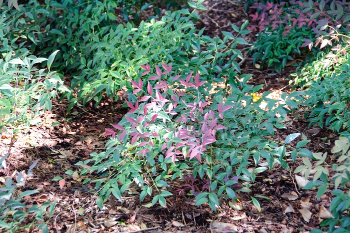 Nandina - Nandina domestica 'Murasaki' (Flirt) from How Sweet It Is