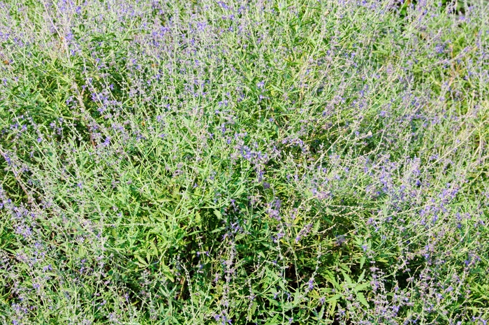 'Crazy Blue' - Perovskia atriplicifolia from How Sweet It Is