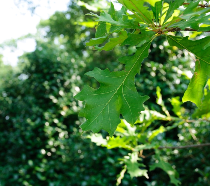 Oak - Quercus lyrata 'Overcup' from How Sweet It Is