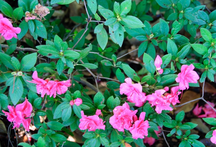 Azalea - Rhododendron hybrid 'Encore® Autumn Rouge®' from How Sweet It Is