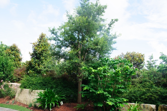 Oak - Quercus virginiana 'Live' from How Sweet It Is