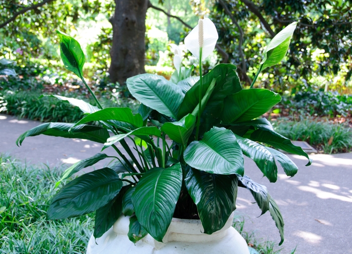 Peace Lily - Spathiphyllum wallisii from How Sweet It Is