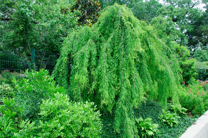 Weeping Bald Cypress - Taxodium distichum 'Falling Waters' from How Sweet It Is