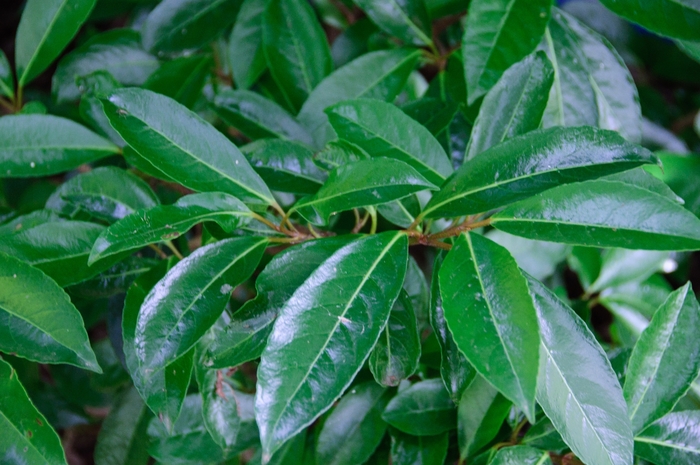 Viburnum - Viburnum awabuki 'Chindo' from How Sweet It Is