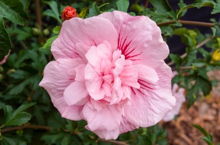 Pink Chiffon® - Hibiscus syriacus from How Sweet It Is