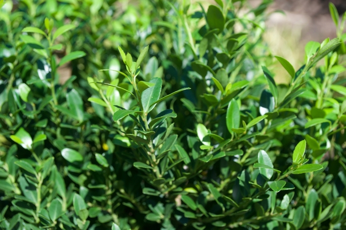 Holly - Ilex crenata 'Hoogendorn' from How Sweet It Is