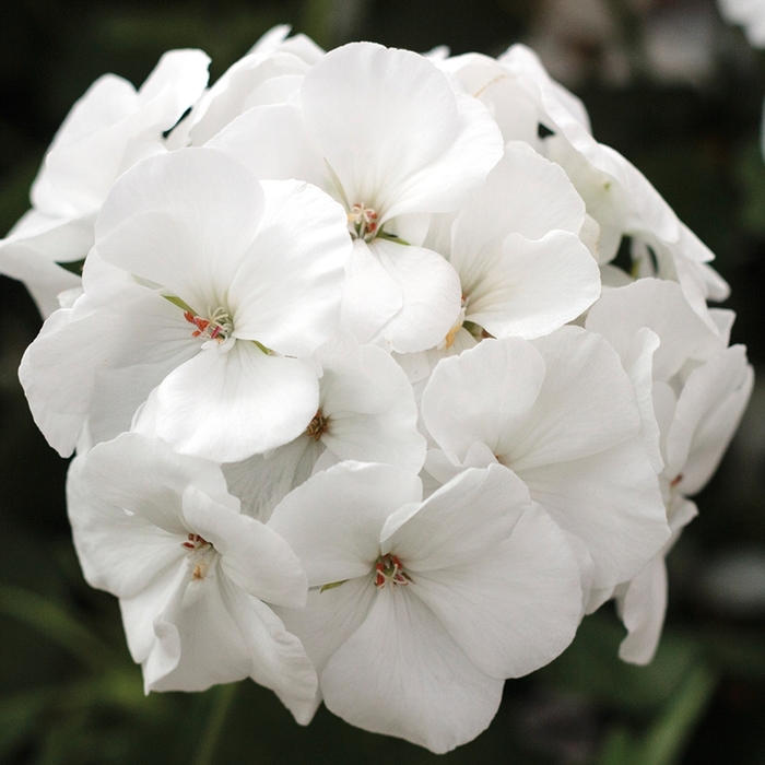 Geranium - Pelargonium 'Calliope® Medium White' from How Sweet It Is