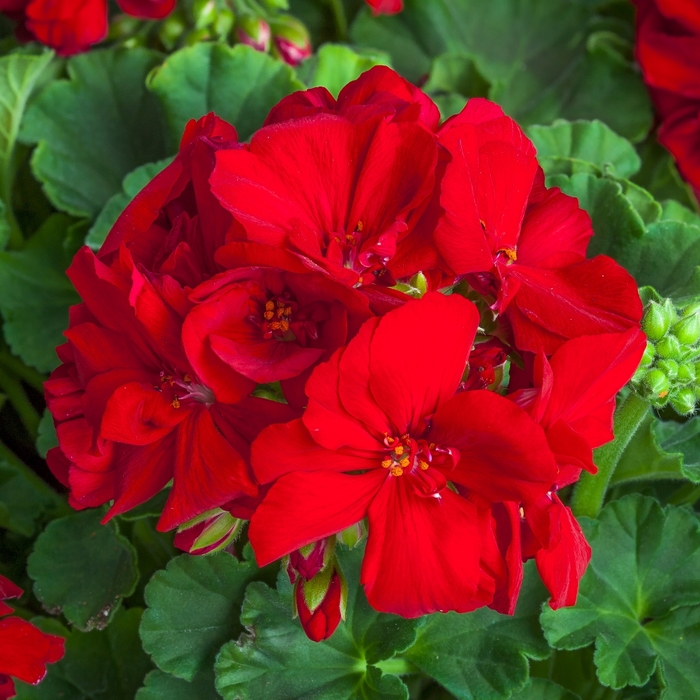 Geranium - Pelargonium 'Calliope® Medium Red' from How Sweet It Is