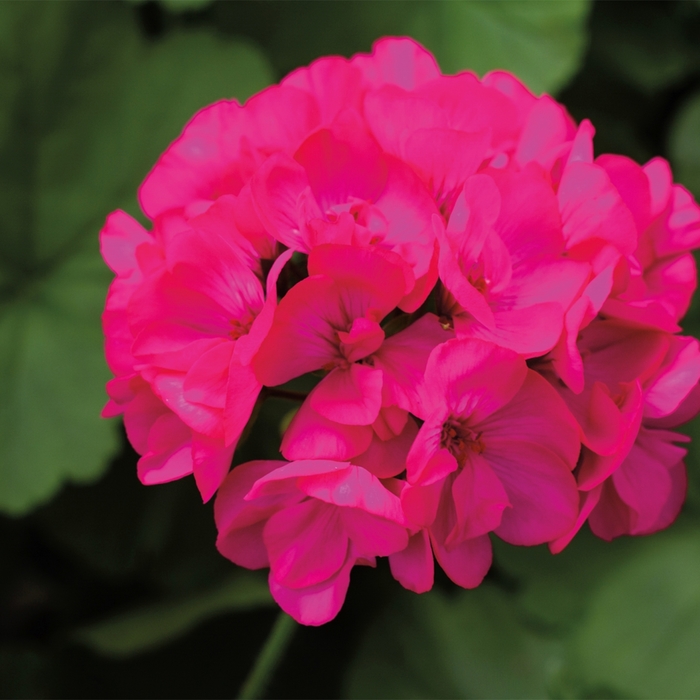 Geranium - Pelargonium 'Calliope® Medium Deep Rose' from How Sweet It Is