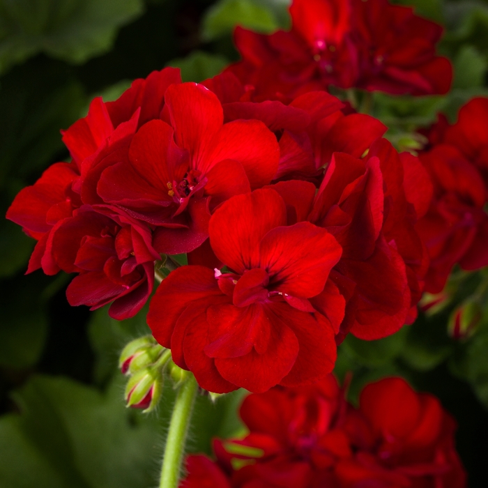 Geranium - Pelargonium 'Calliope® Medium Burgundy' from How Sweet It Is