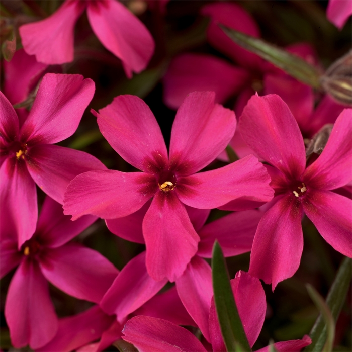 'Scarlet Flame' - Phlox subulata from How Sweet It Is