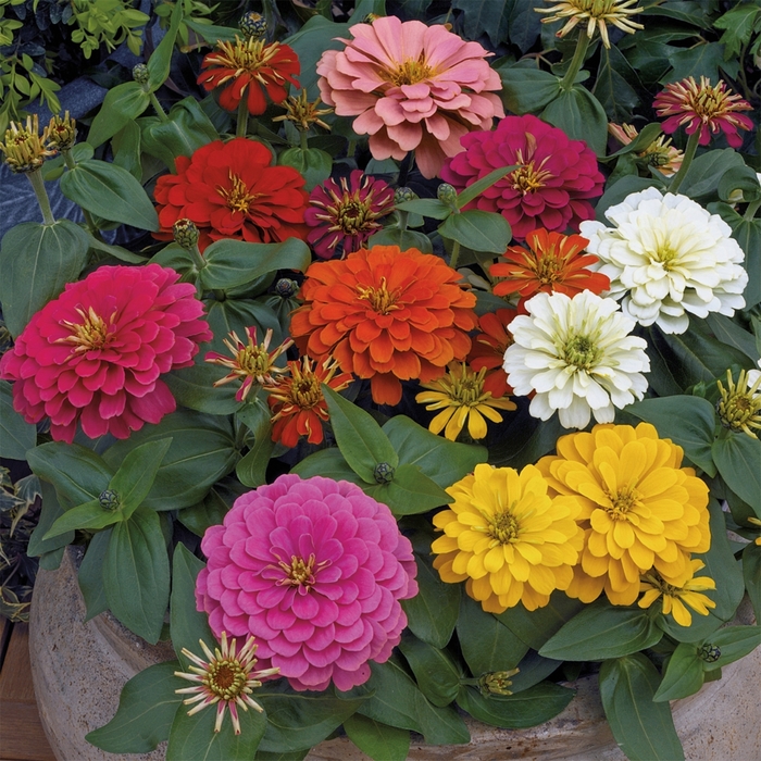 Zinnia - Zinnia elegans 'Magellan Mix' from How Sweet It Is