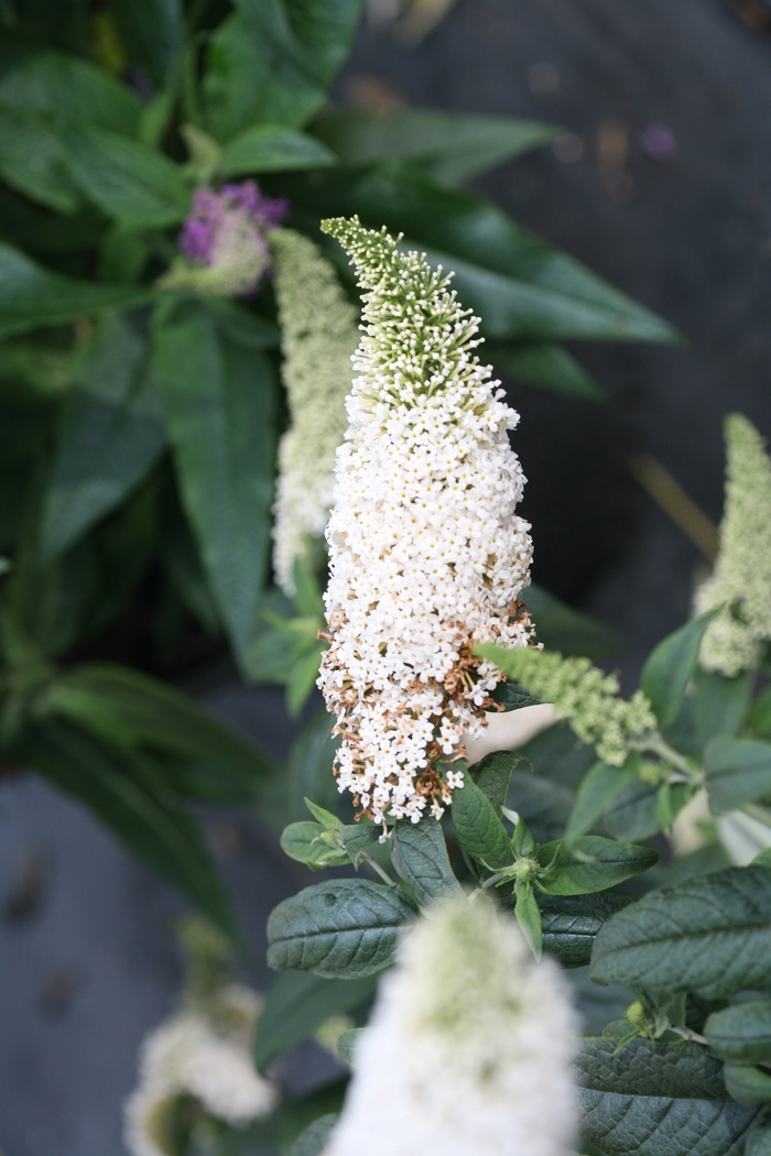 Pugster White® - Buddleia x from How Sweet It Is