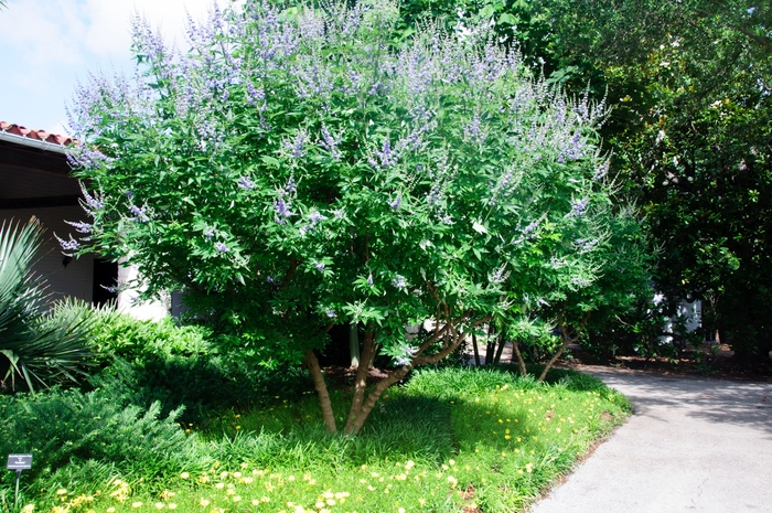 Chaste Tree - Vitex agnus-castus from How Sweet It Is