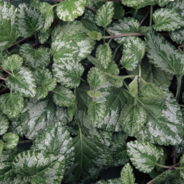 'Jade Frost' Lamium, Archangel - Lamiastrum galeobdolon from How Sweet It Is