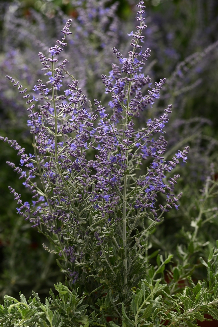  'Blue Steel' - Perovskia atriplicifolia from How Sweet It Is