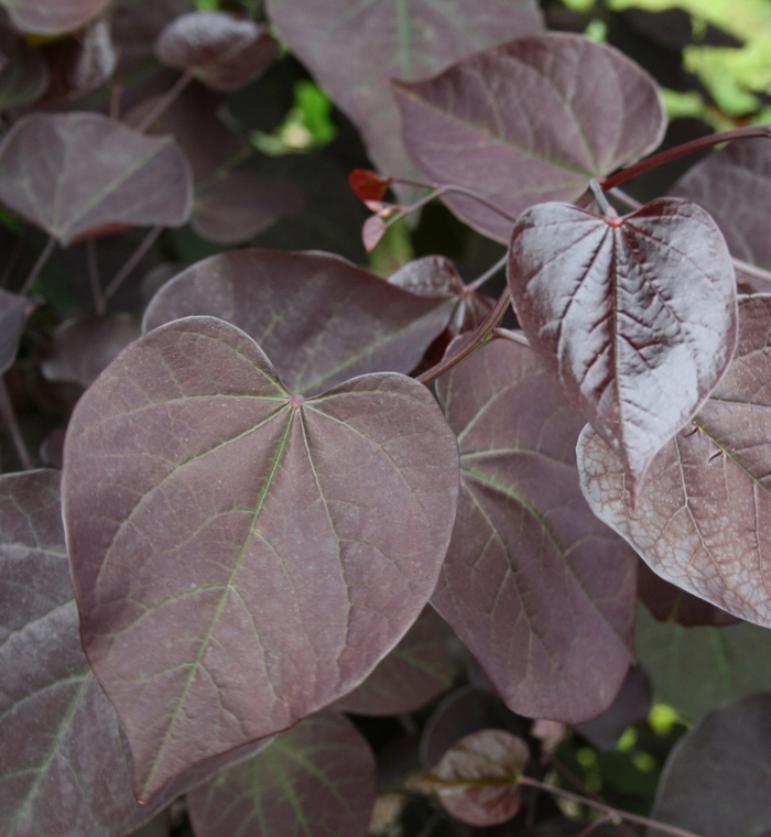 Redbud - Cercis canadensis 'Burgundy Hearts' from How Sweet It Is