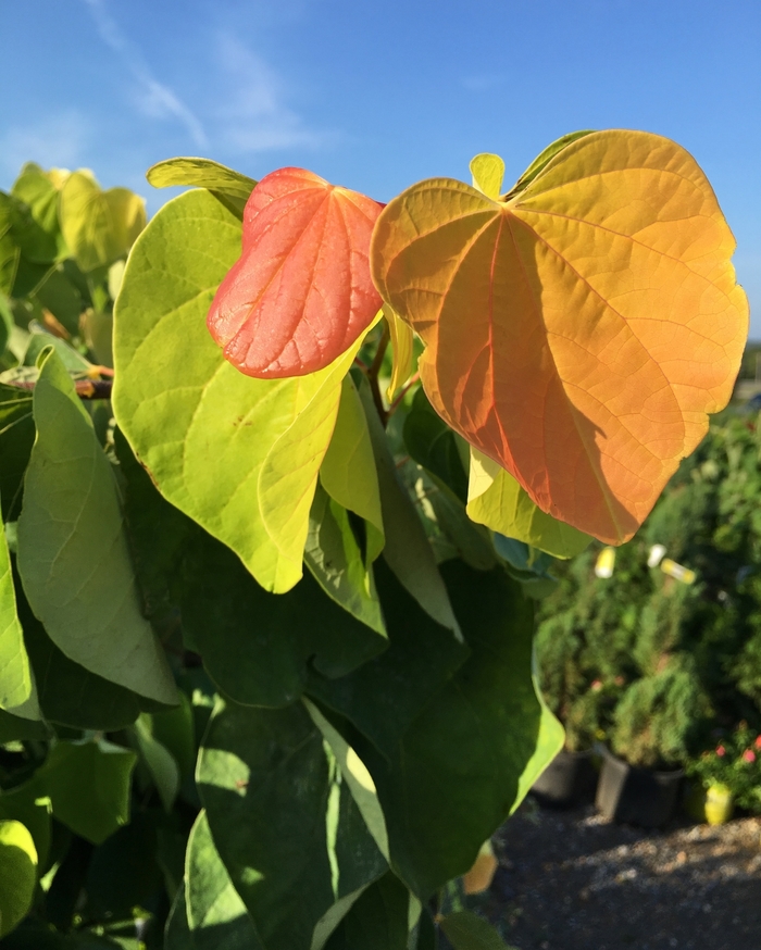 Redbud - Cercis canadensis 'The Rising Sun' from How Sweet It Is