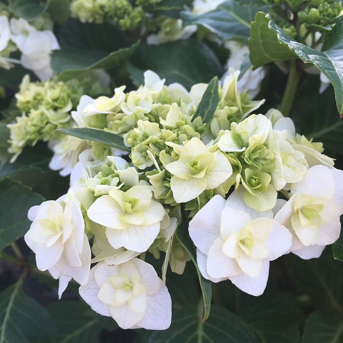 Hydrangea - Hydrangea macrophylla 'Wedding Gown' from How Sweet It Is