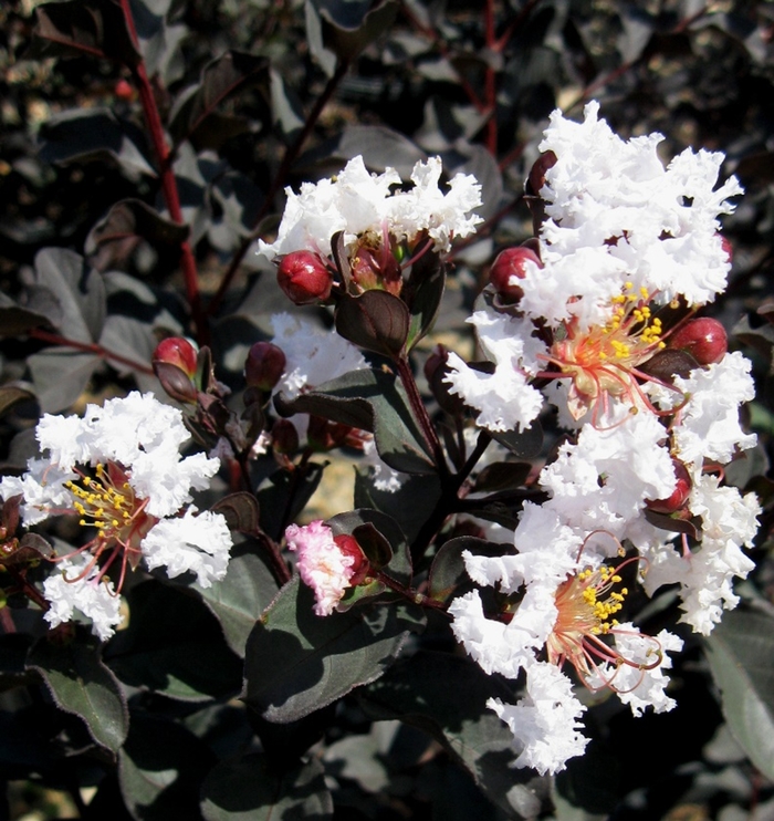 Crape Myrtle - Lagerstroemia 'Ebony & White' from How Sweet It Is