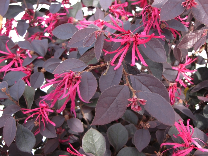 Loropetalum - Loropetulum chinense var. rubrum 'Cherry Blast' from How Sweet It Is