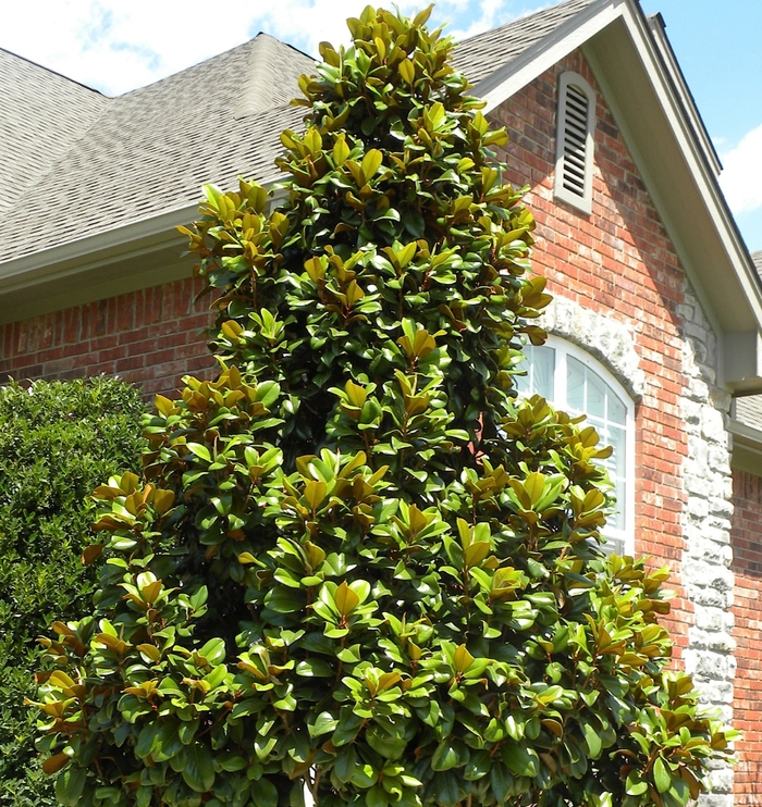 Magnolia - Magnolia grandiflora 'Teddy Bear' from How Sweet It Is