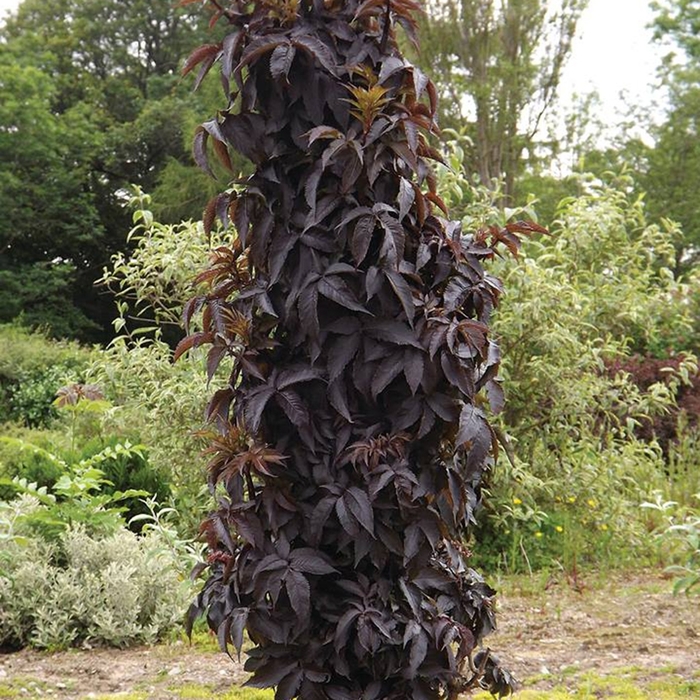 Elderberry - Sambucus nigra 'Black Tower' from How Sweet It Is