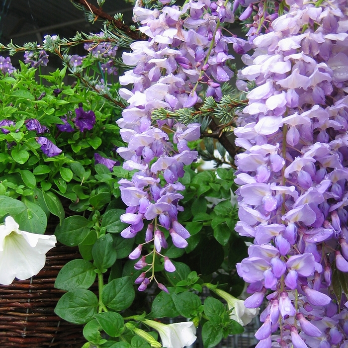 Wisteria - Wisteria floribunda 'Lavender Falls' from How Sweet It Is