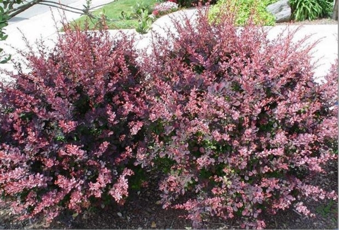 Barberry - Berberis thunbergii 'Rose Glow' from How Sweet It Is