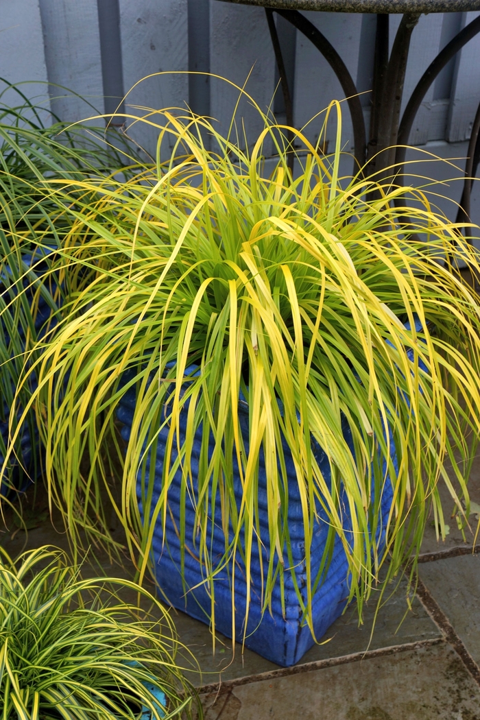 EverColor® 'Everillo' - Carex oshimensis from How Sweet It Is