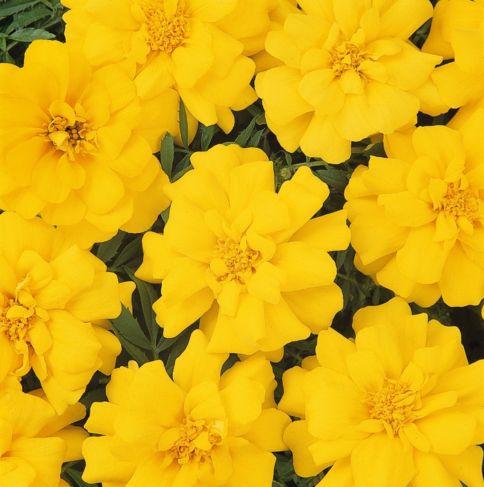 Marigold - Tagetes patula Durango® Yellow Dwarf Anemone from How Sweet It Is