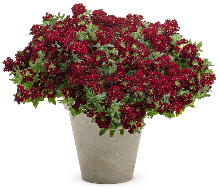 Superbena Royale® Romance - Verbena hybrid from How Sweet It Is