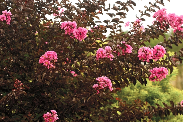 Crape Myrtle - Lagerstroemia indica 'Delta Jazz™' from How Sweet It Is