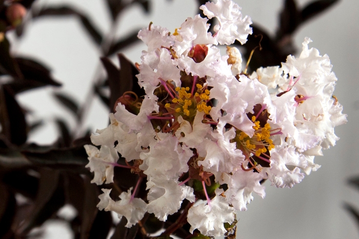 Crape Myrtle - Lagerstroemia indica 'Delta Moonlight™' from How Sweet It Is