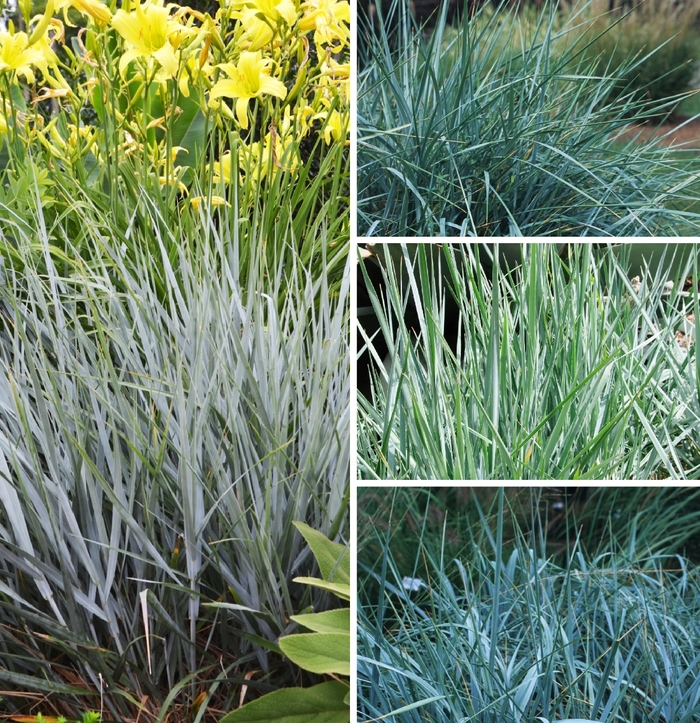 Blue Lyme Grass - Leymus Multiple Varieties from How Sweet It Is