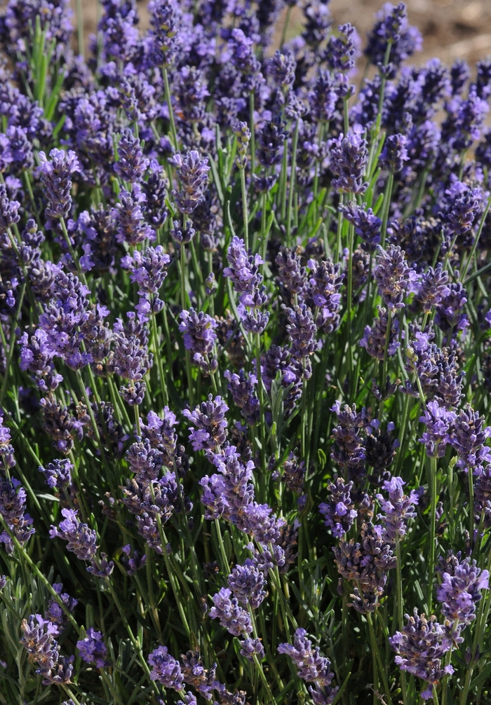 Lavender - Lavandula angustifolia 'SuperBlue' from How Sweet It Is