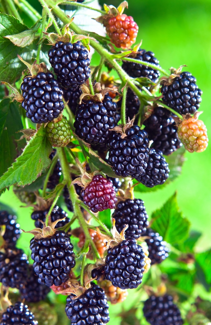 Blackberry - Rubus 'Arapaho' from How Sweet It Is