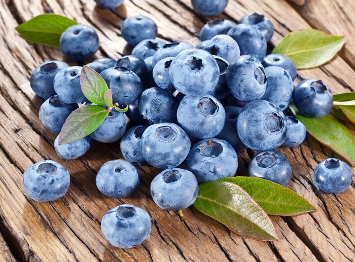 Blueberry - Vaccinium corymbosum 'Bluecrop' from How Sweet It Is