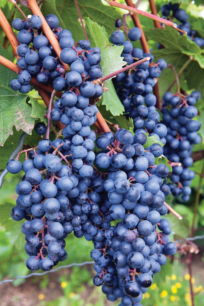 Grape - Vitis labrusca 'Concord' from How Sweet It Is