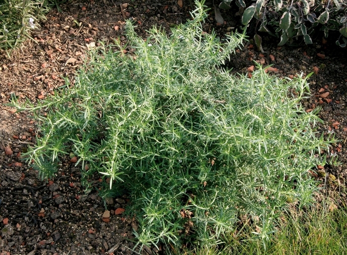 Rosemary - Rosmarinus officinalis 'Prostatus' from How Sweet It Is