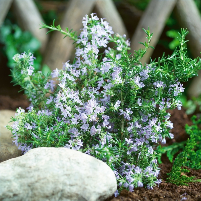 Rosemary - Rosmarinus officinalis 'Tuscan Blue' from How Sweet It Is