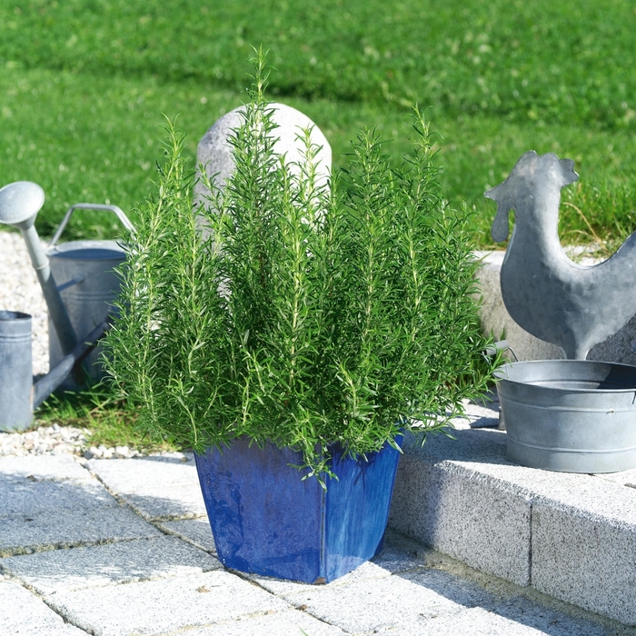 Rosemary - Rosmarinus officinalis from How Sweet It Is