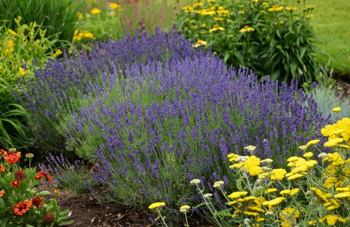 Lavender - Lavandula angustifolia 'Hidcote Blue' from How Sweet It Is