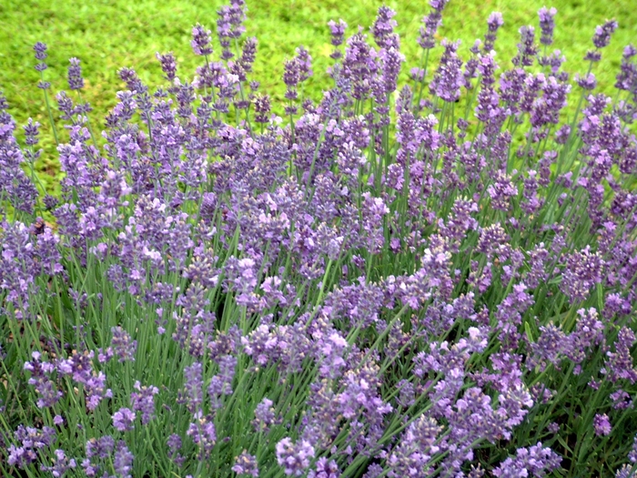 Lavender - Lavandula angustifolia ' Munstead' from How Sweet It Is