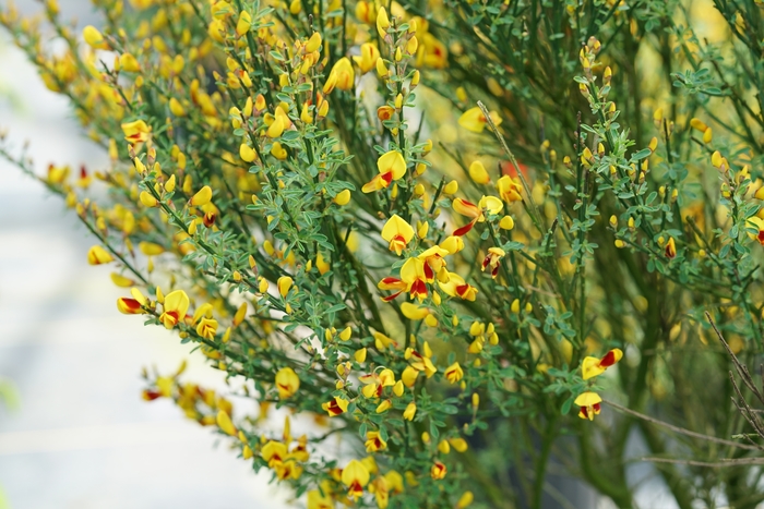 Sister Disco® - Cytisus scoparius from How Sweet It Is