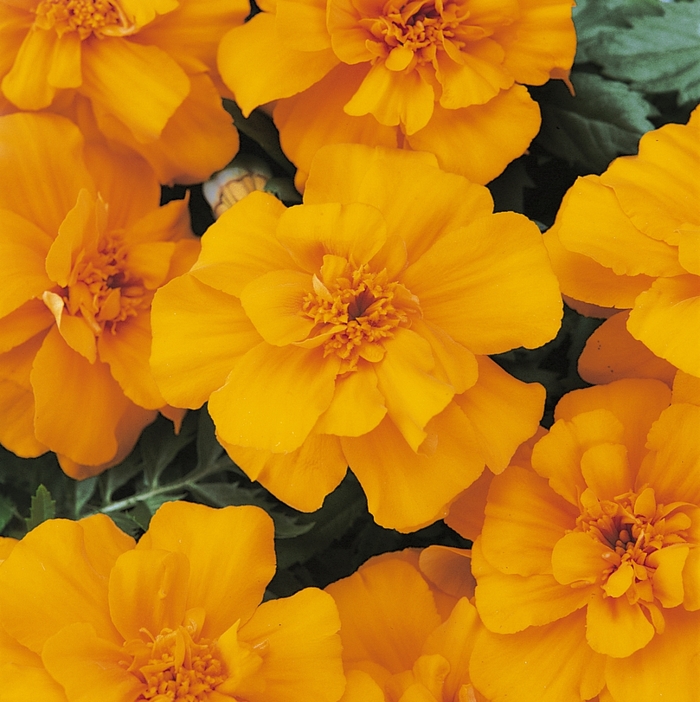 Marigold - Tagetes patula Durango® Orange Dwarf Anemone from How Sweet It Is