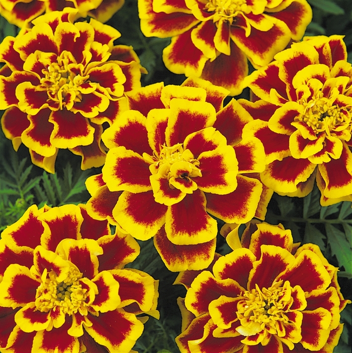 Marigold - Tagetes patula 'Durango Bee' from How Sweet It Is