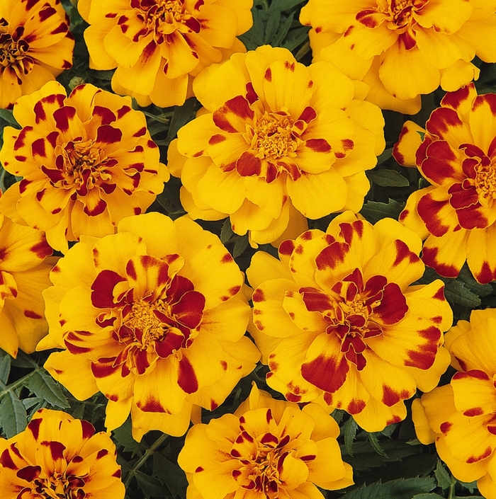 Marigold - Tagetes patula Durango® Bolero Dwarf Anemone from How Sweet It Is